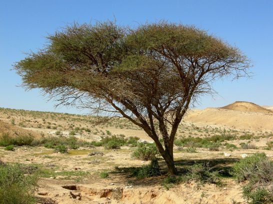Acacia_Negev